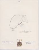 G.B. - Queen Elizabeth II 1977 British Wildlife Issue Pencil Drawing of A Hedgehog On Paper, Dra...