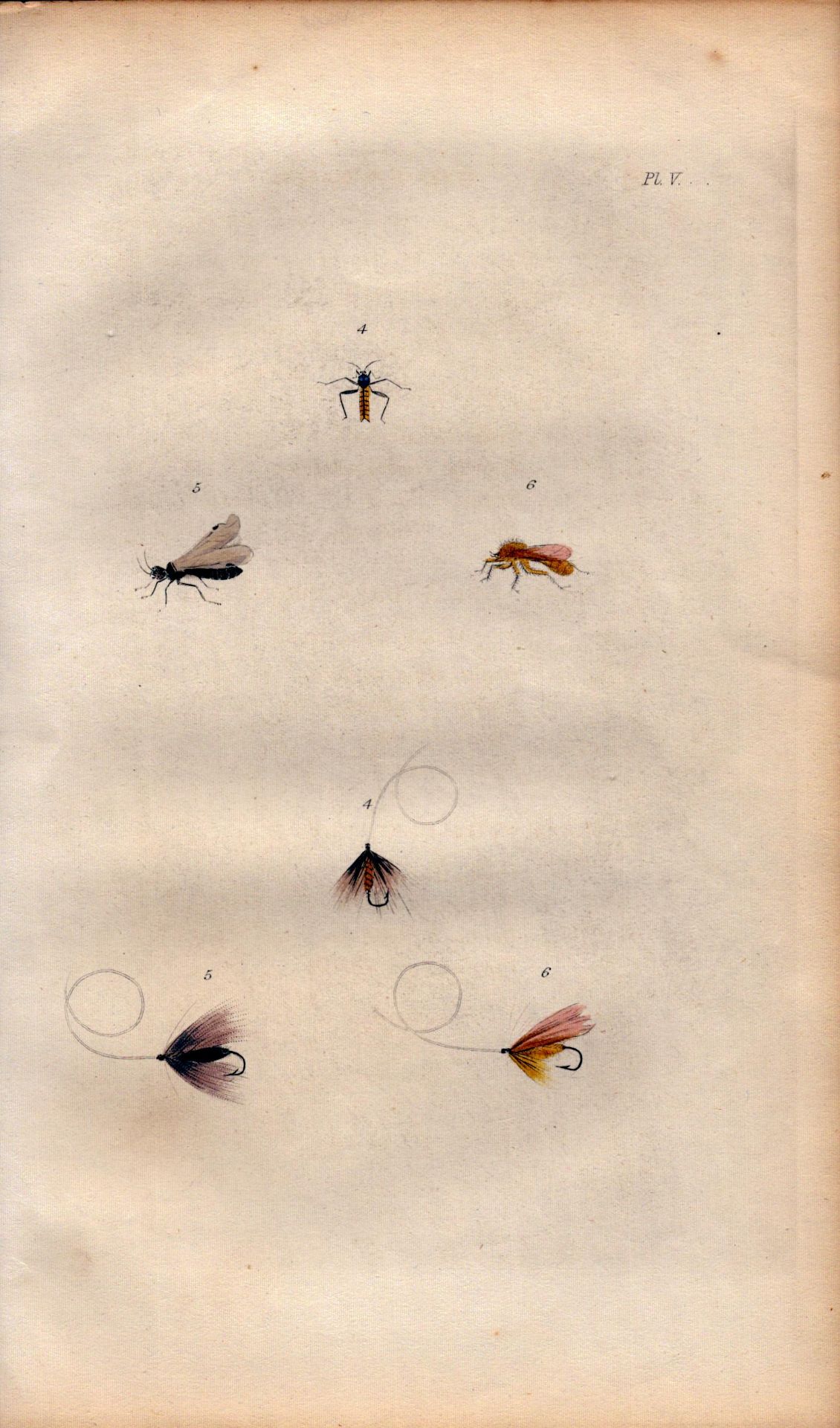 Fishing-Flies Selection Montage 1883 Victorian Antique Colour Plate V.