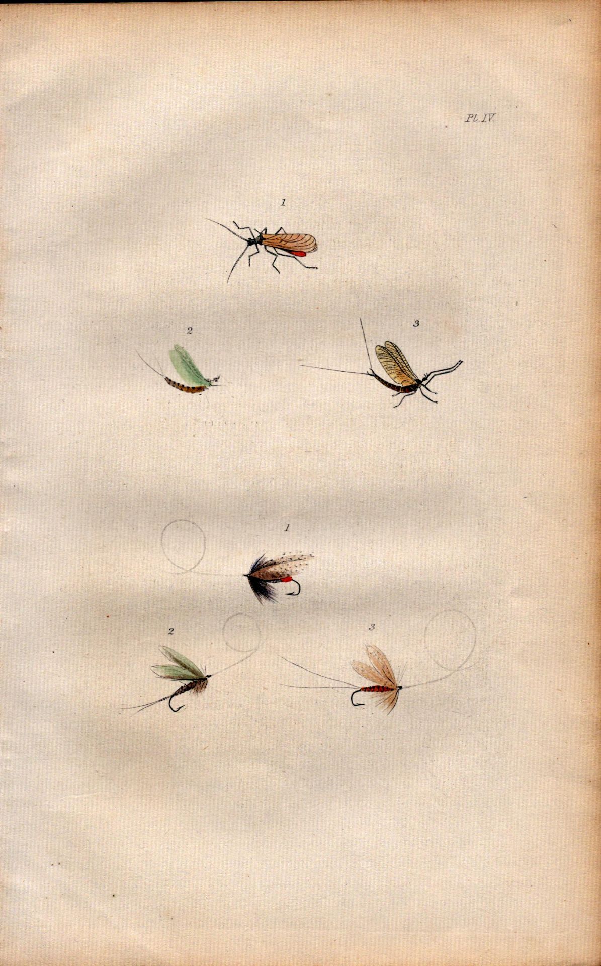 Fishing-Flies Selection Montage 1883 Victorian Antique Colour Plate IV.