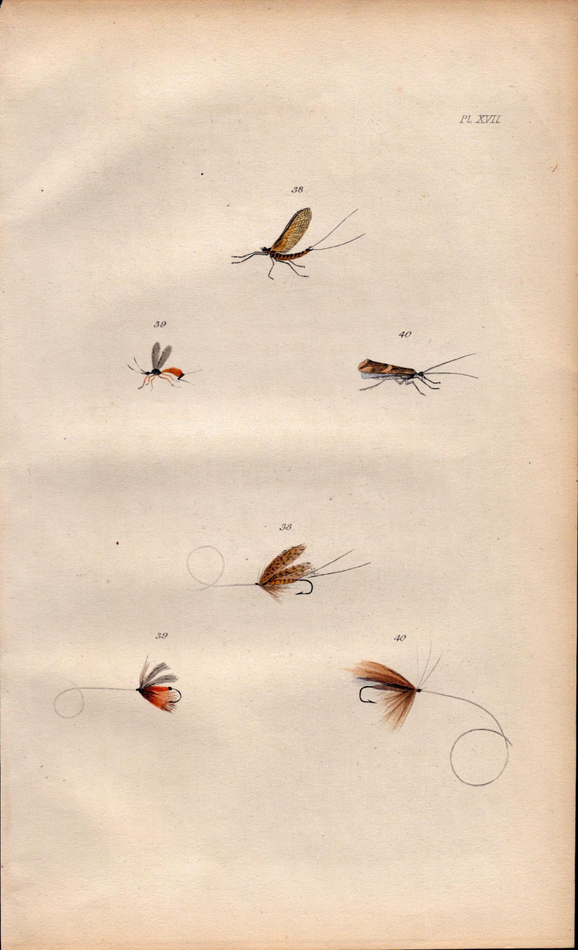 Fishing-Flies Selection Montage 1883 Victorian Colour Plate XVII.