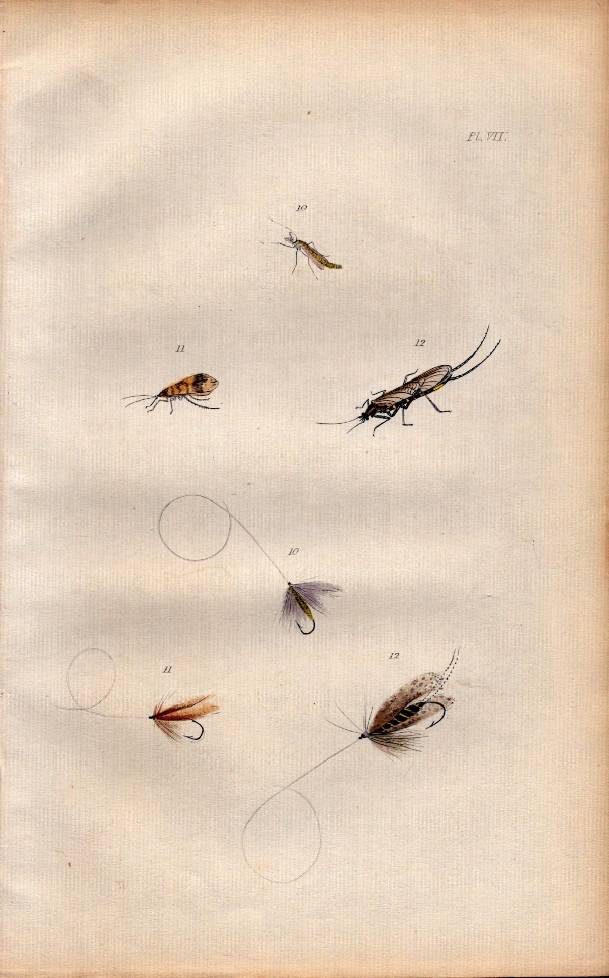 Fishing-Flies Selection Montage 1883 Victorian Colour Plate VII.