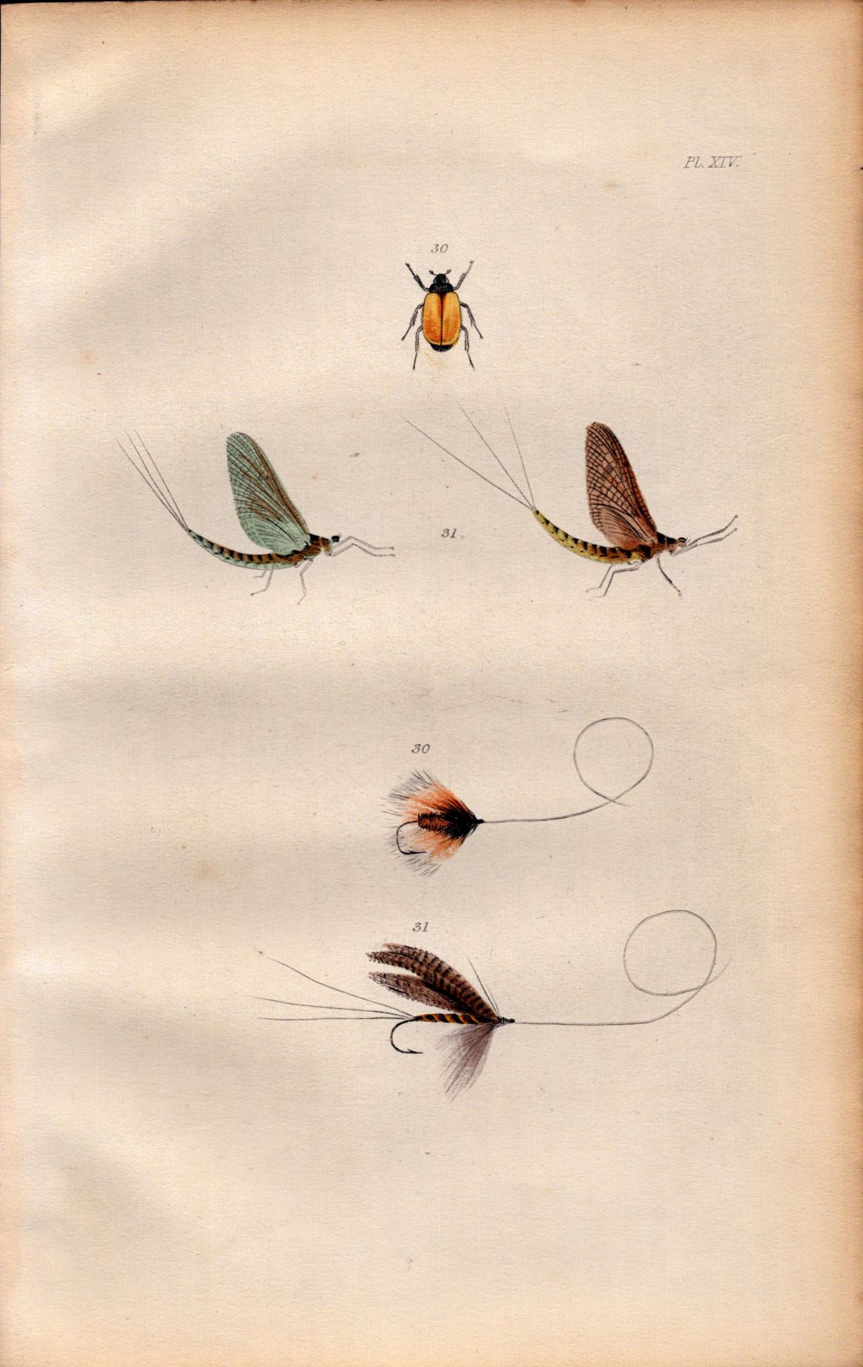 Fishing-Flies Selection Montage 1883 Victorian Colour Plate XIV.