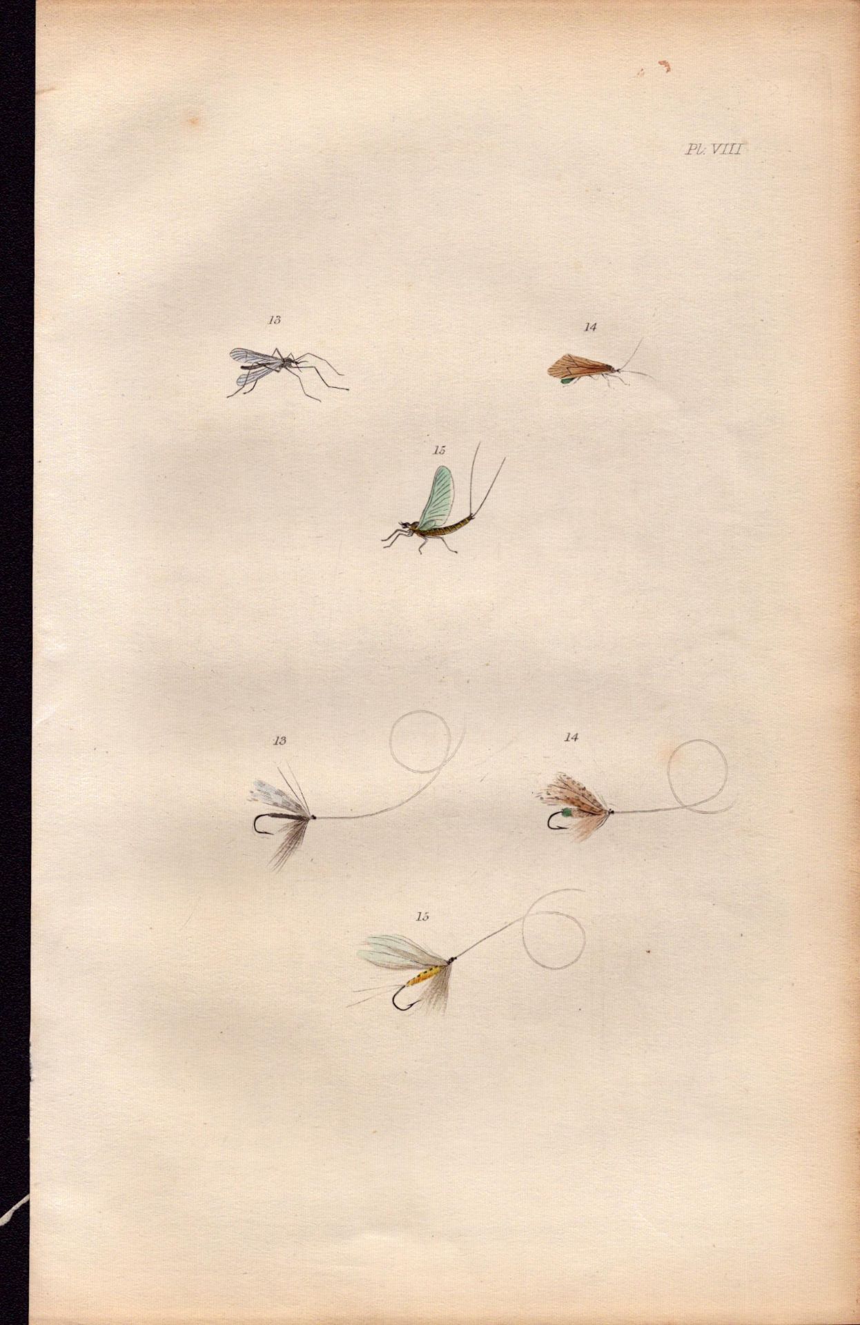 Fishing-Flies Selection Montage 1883 Victorian Antique Colour Plate VIII.