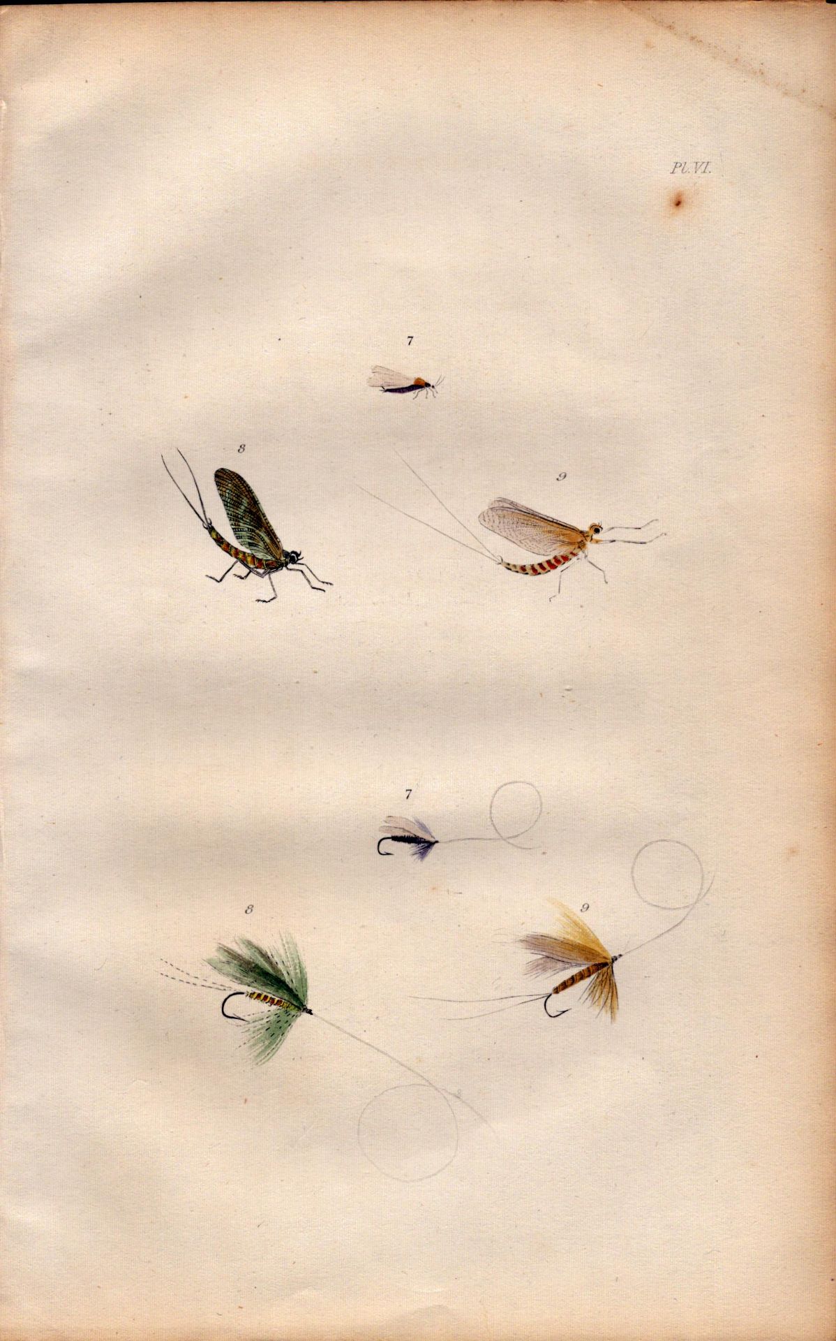 Fishing-Flies Selection Montage 1883 Victorian Antique Colour Plate VI.