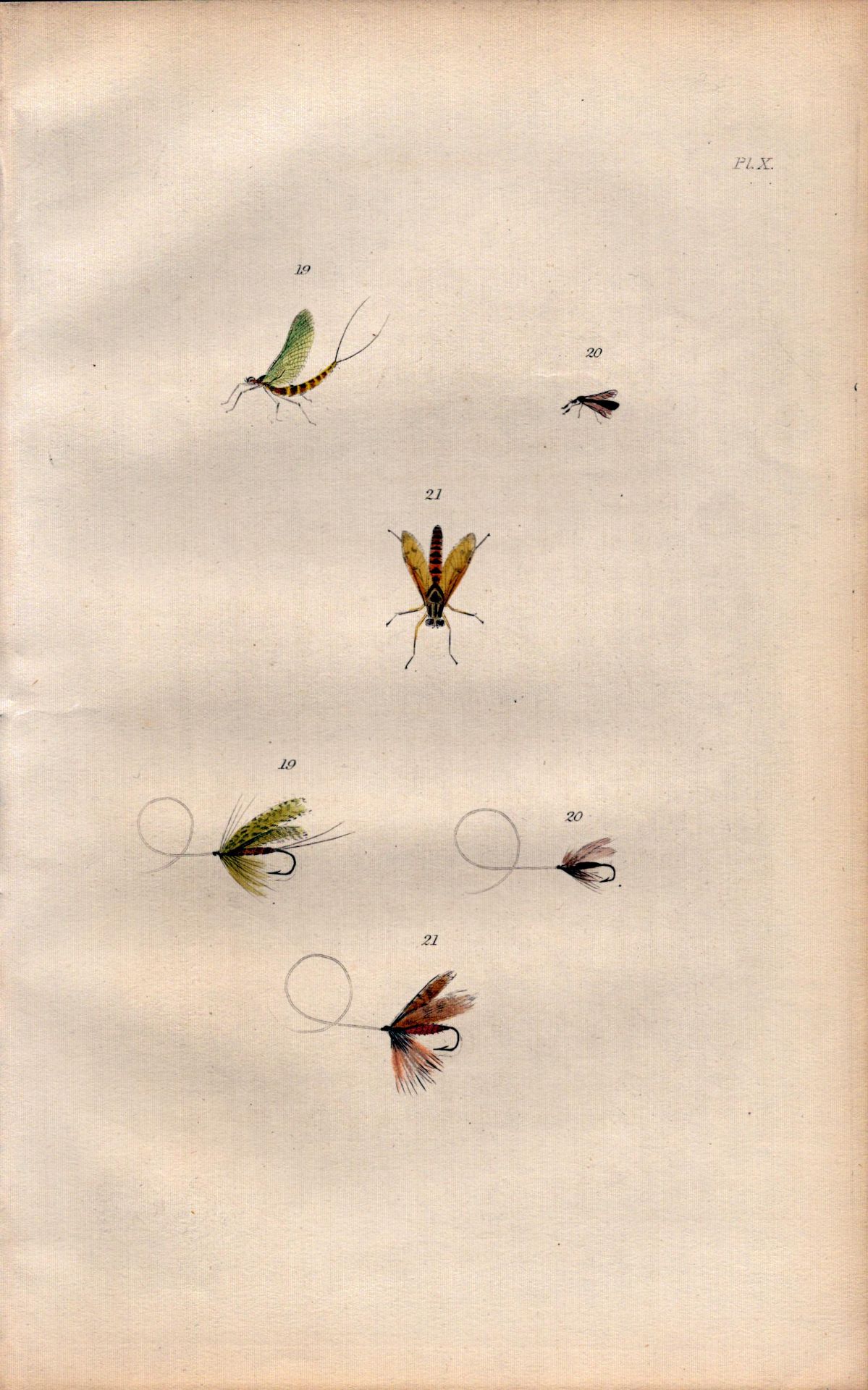 Fishing-Flies Selection Montage 1883 Victorian Antique Colour Plate X.