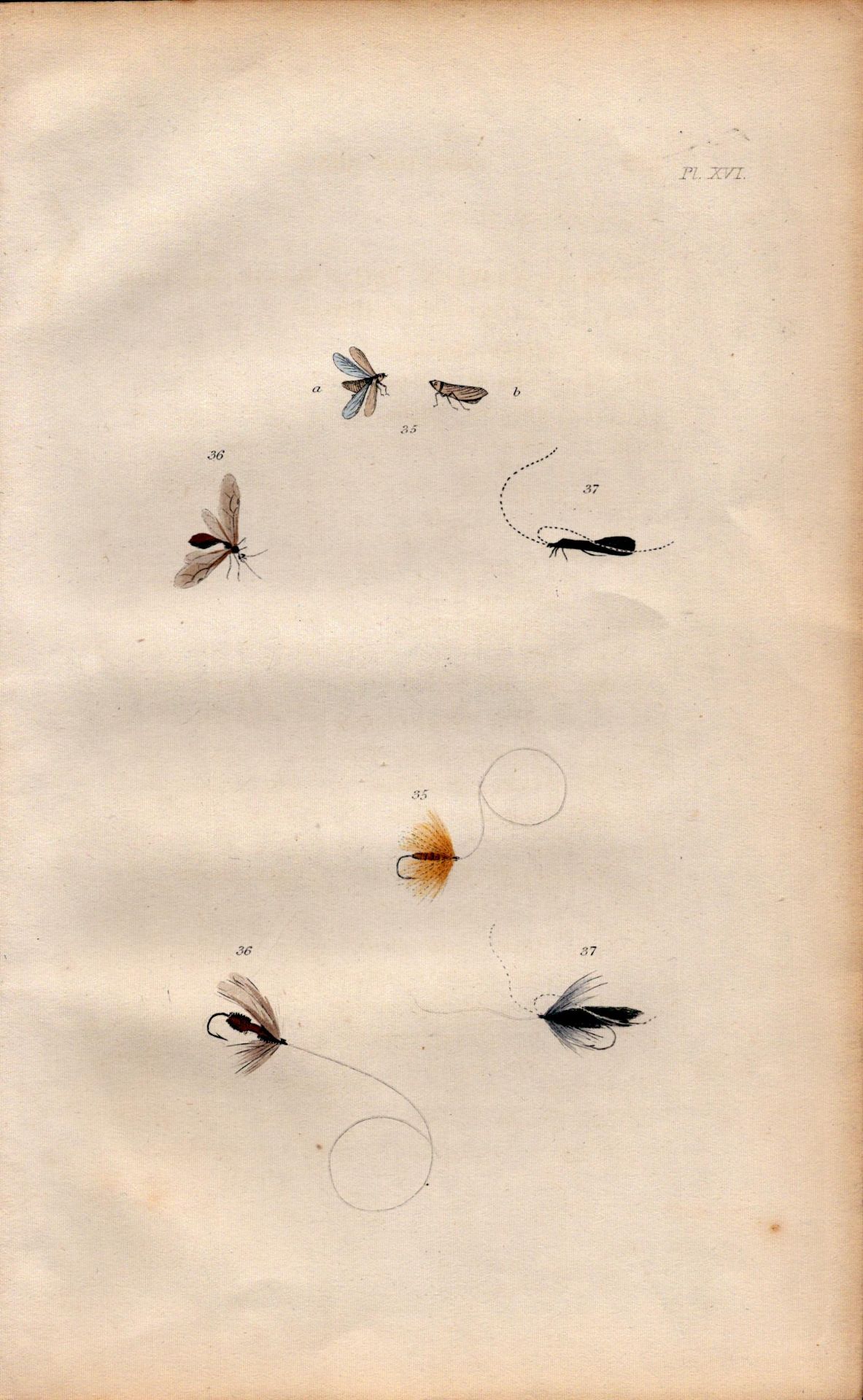 Fishing-Flies Selection Montage 1883 Victorian Antique Colour Plate XVI.
