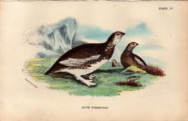 Rock Ptarmigan British Bird Antique 1896 WR Ogilvie Grant Print.