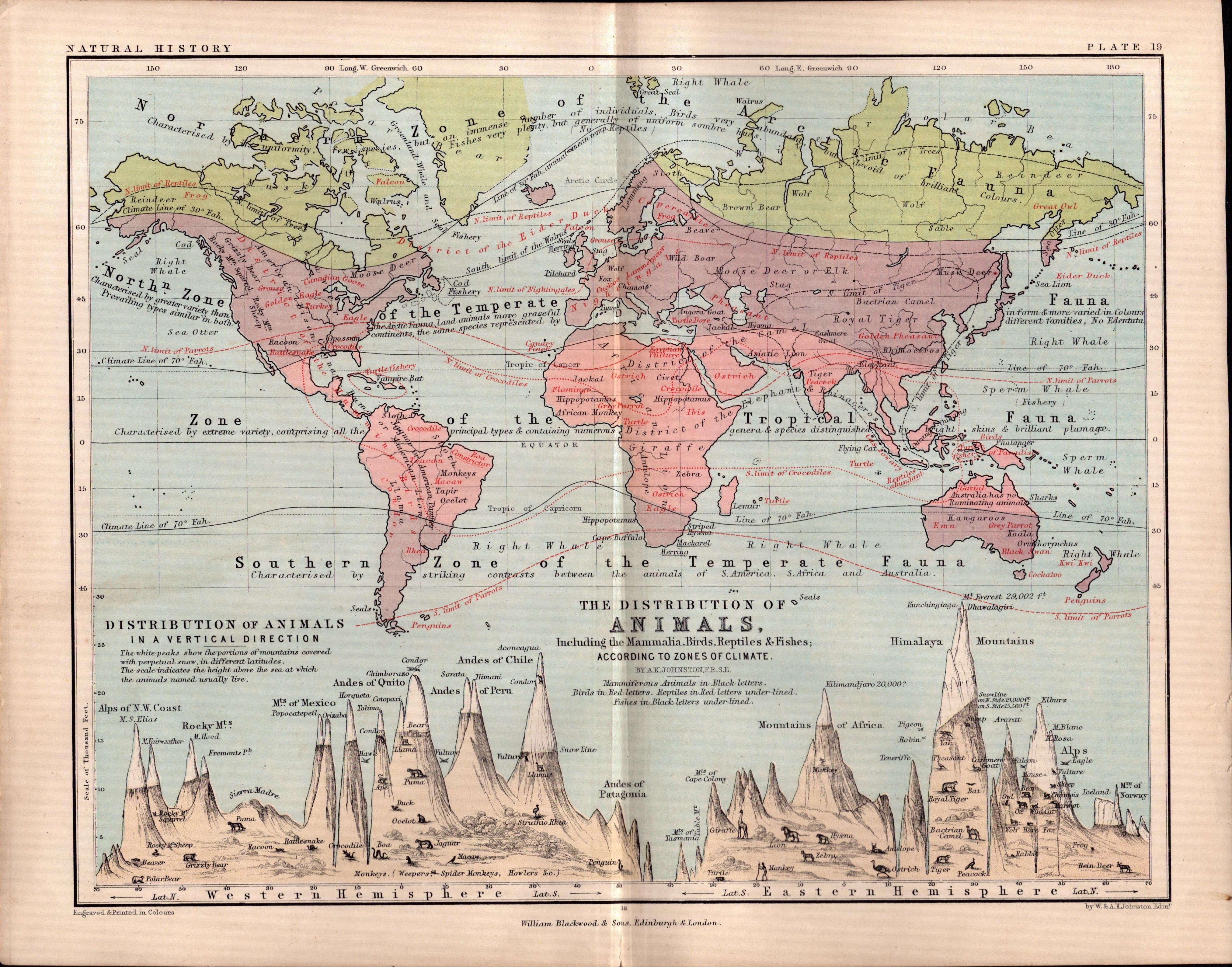 World Distribution of Animals 1871 WK Johnston Antique Chart Map.