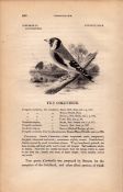 The Goldfinch 1843 Victorian Antique Bird Print William Yarrell.
