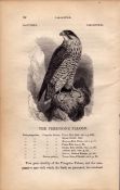 Peregrine Falcon 1843 Victorian Print British Birds by William Yarrell.