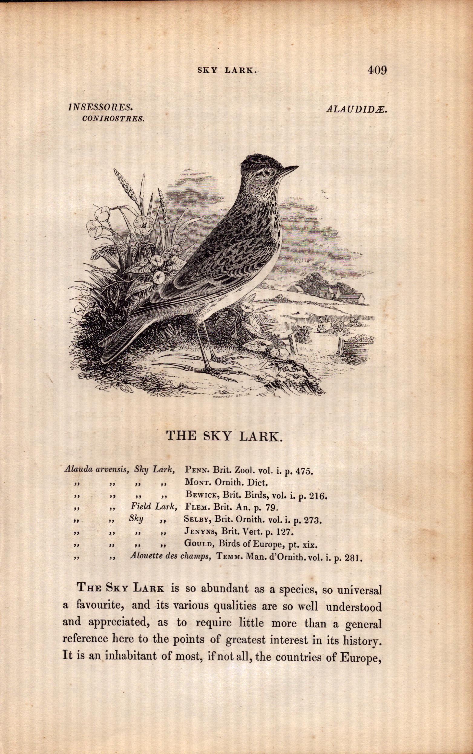 The Sky Lark 1843 Victorian Antique Bird Print William Yarrell.