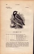 The Great Tit 1843 Victorian Bird Antique Print William Yarrell.