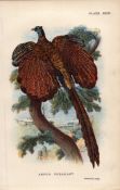 Argus Pheasant Antique 1897 WR Ogilvie Grant Print.