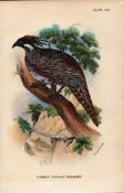 Common Koklass Pheasant Antique 1896 WR Ogilvie Grant Print.