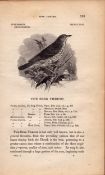 Song Thrush 1843 Victorian Print British Birds by William Yarrell.