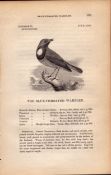 Blue-Throated Warbler 1843 Victorian Bird Print William Yarrell.