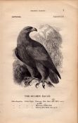 Golden Eagle 1843 Victorian Antique Print British Birds by William Yarrell.