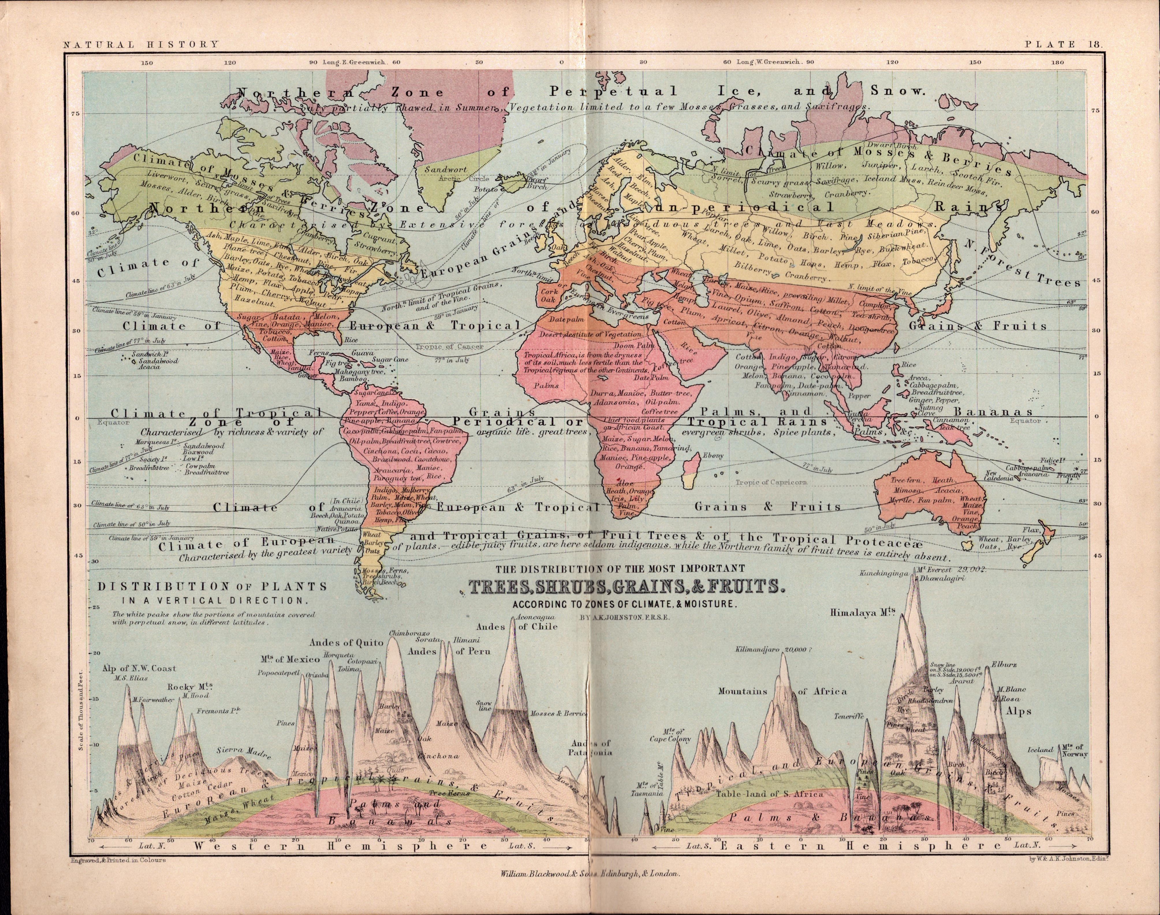 Trees Shrubs Grains & Fruits 1871 WK Johnston Antique Map.