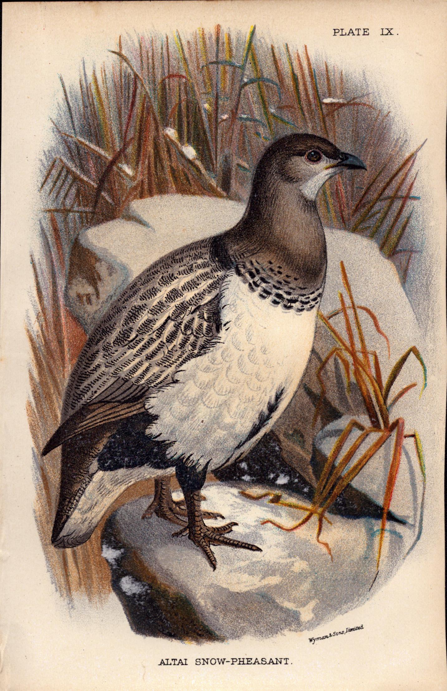 Altai Snow-Pheasant Game Bird 1896 WR Ogilvie Grant Print.