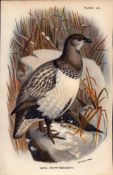 Altai Snow-Pheasant Game Bird 1896 WR Ogilvie Grant Print.