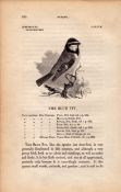 The Blue Tit 1843 Victorian Bird Antique Print William Yarrell.