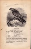 The Kite 1843 Victorian Antique Print British Birds by William Yarrell.