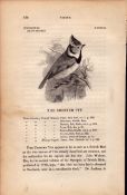 The Crested Tit 1843 Victorian Bird Antique Print William Yarrell.