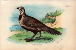 Sage Grouse British Bird Antique 1896 WR Ogilvie Grant Print.