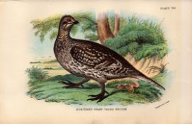 Northern Sharp Tailed Grouse 1896 WR Ogilvie Grant Print.