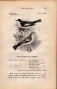 Pied Flycatcher 1843 Victorian Print British Birds by William Yarrell.