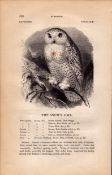 Snowy Owl 1843 Victorian Print British Birds by William Yarrell.