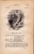Tawny Owl 1843 Victorian Print British Birds by William Yarrell.