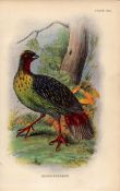 Blood Pheasant Game Bird Antique 1896 WR Ogilvie Grant Print.