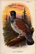 Ural Capercailzie Game Bird Antique 1896 WR Ogilvie Grant Print.
