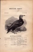 Egyptian Vulture 1843 Victorian Print British Birds by William Yarrell.