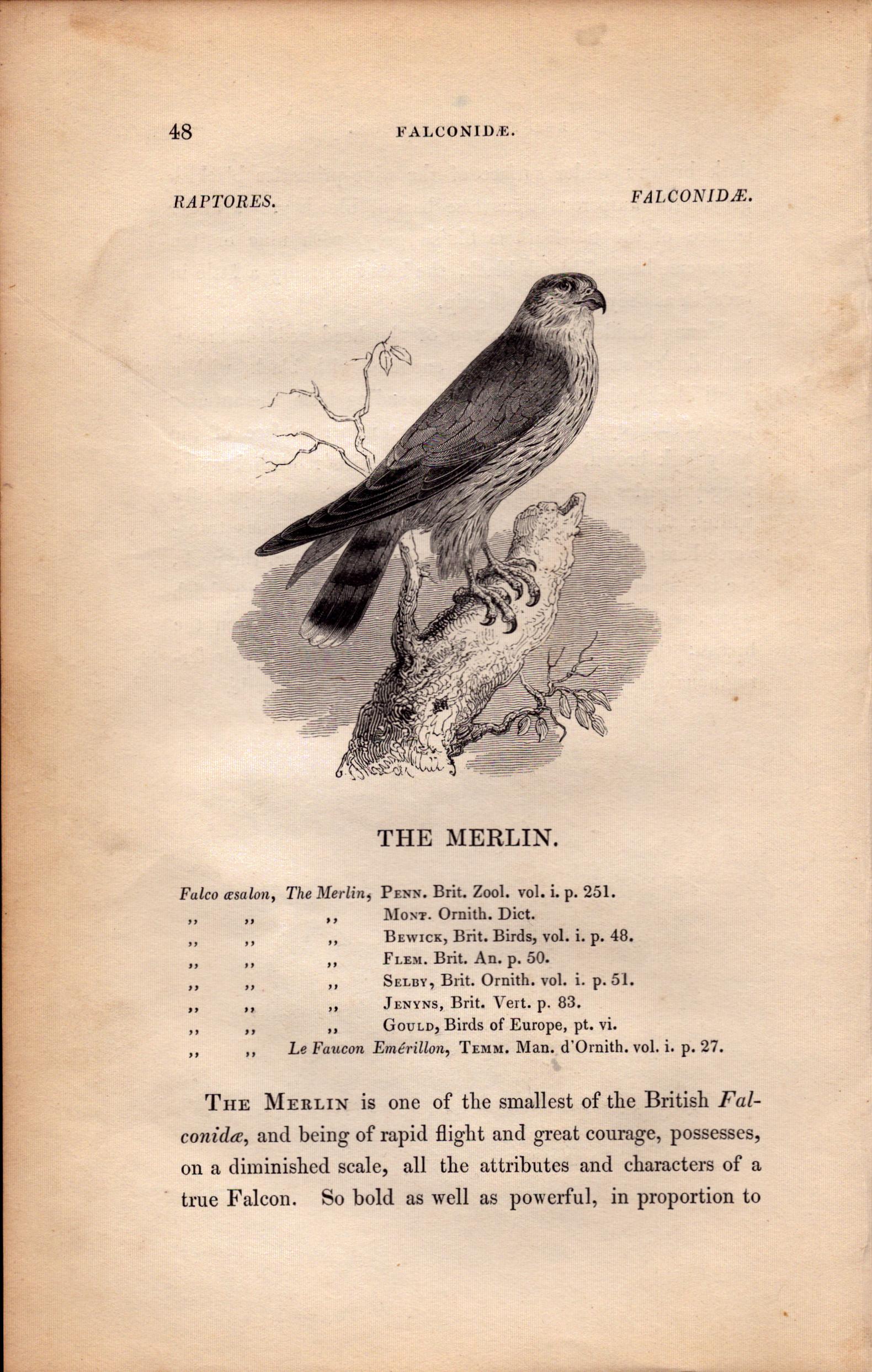 The Merlin 1843 Victorian Antique Print British Birds by William Yarrell.