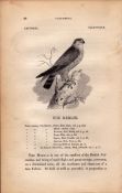 The Merlin 1843 Victorian Antique Print British Birds by William Yarrell.