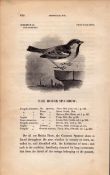 The House Sparrow 1843 Victorian Antique Bird Print William Yarrell.
