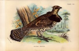 Ruffled Grose Game Birds 1896 Antique WR Ogilvie Grant Print.