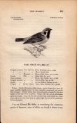 The Tree Sparrow 1843 Victorian Antique Bird Print William Yarrell.