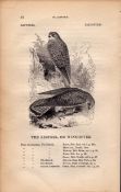 The Kestral 1843 Victorian Antique Bird Print by William Yarrell.