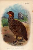 Reichenows Bare Throated Francolin Antique 1896 WR Ogilvie Grant Print.