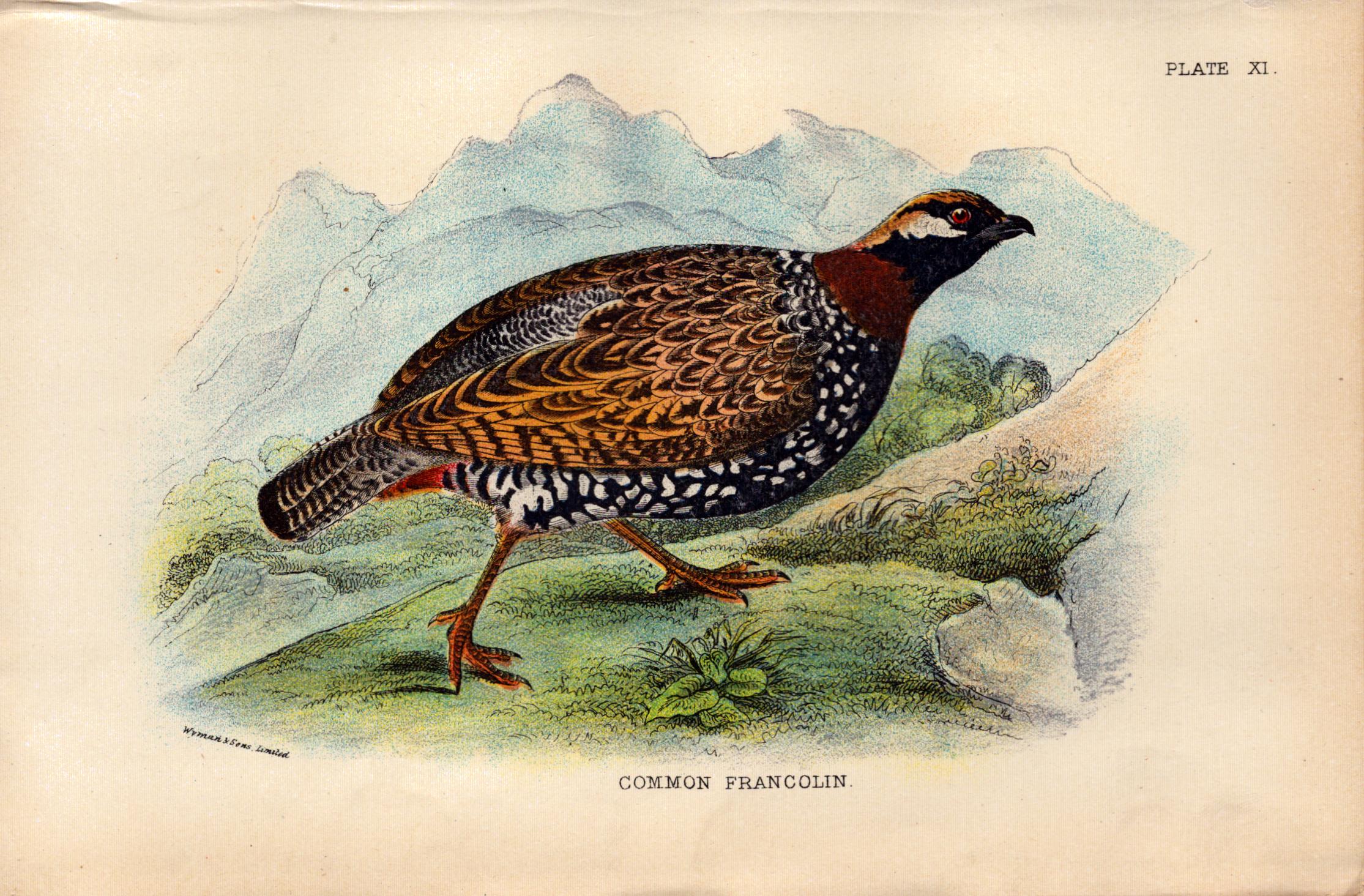Common Francolin Game Bird Antique 1896 WR Ogilvie Grant Print.