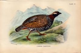 Common Francolin Game Bird Antique 1896 WR Ogilvie Grant Print.