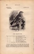The Chaffinch 1843 Victorian Bird Antique Print William Yarrell.