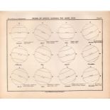 Paths of Sun Spots Victorian 1892 Atlas of Astronomy 18.