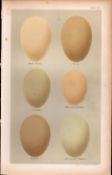 Pochard Scaup Gadwall Scoter Bird Eggs Victorian Antique Print-14.