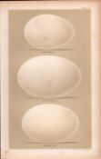 Bean & Grey Lag Goose Victorian Antique Bird Eggs Print-8.