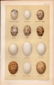 Nightjar Turtle Stock Ring Rock Dove Bird Eggs Victorian Antique Print 47.