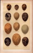 Quail, Partridge, Pheasant, Grose Bird Eggs Victorian Antique Print 59.